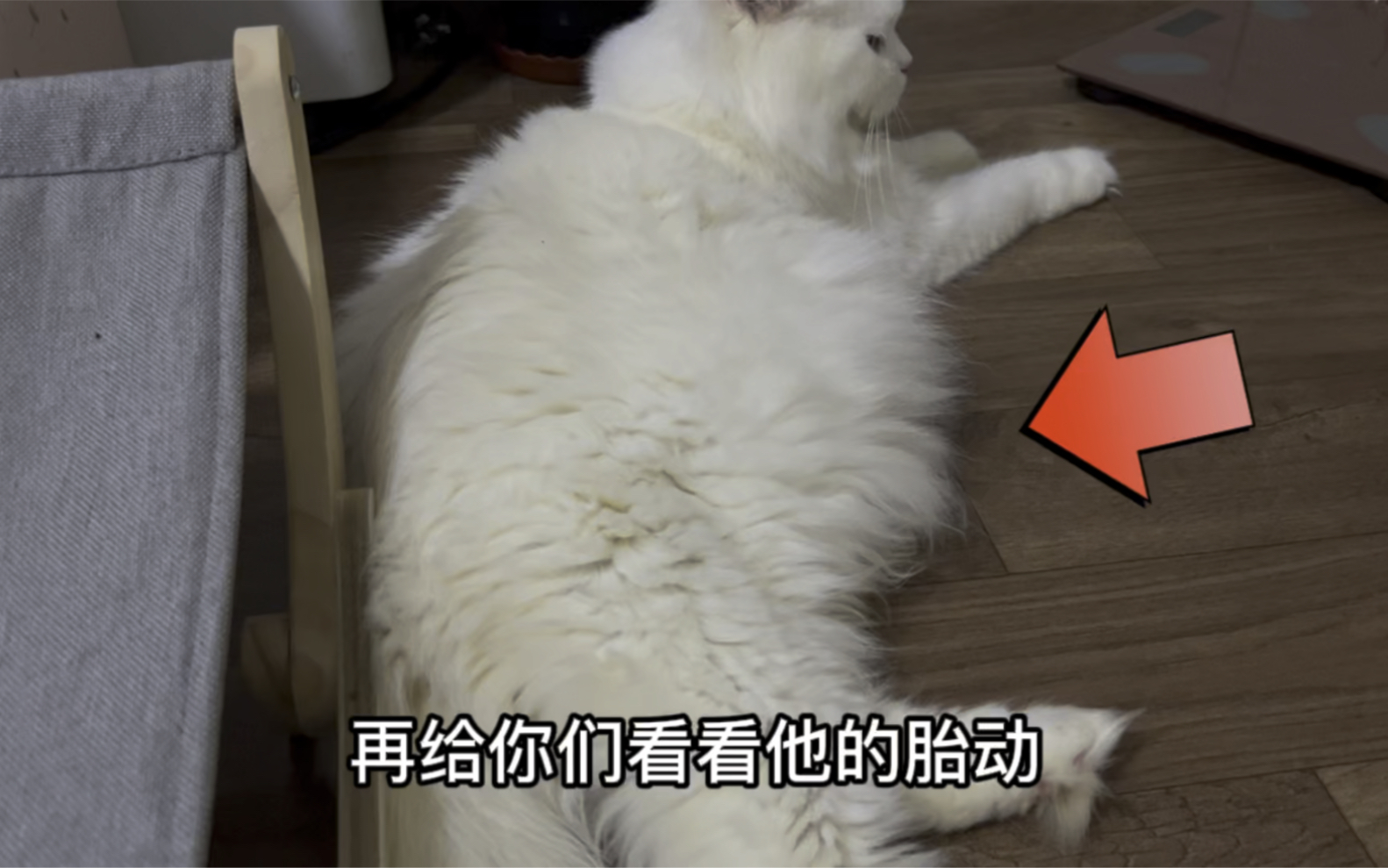 [图]要生啦！猫咪怀孕已经65天了，到处找窝