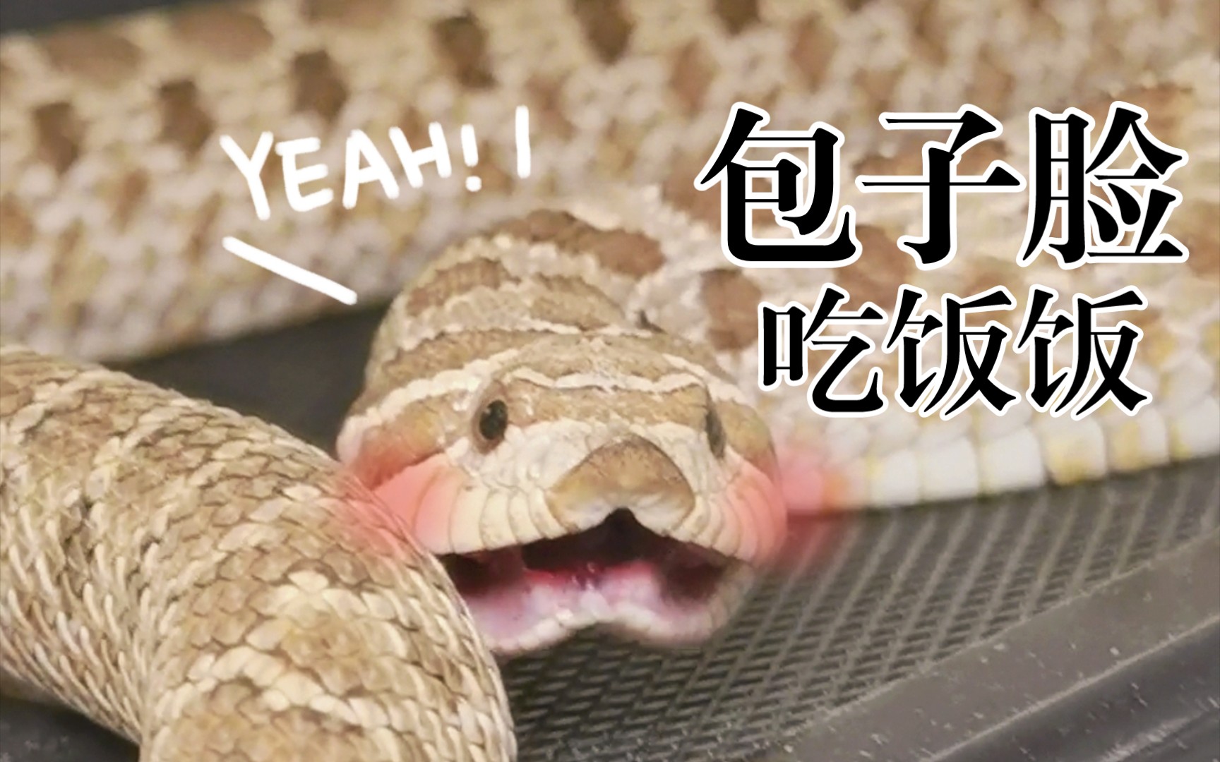 包子脸的猪鼻蛇干饭,对着镜头卖萌