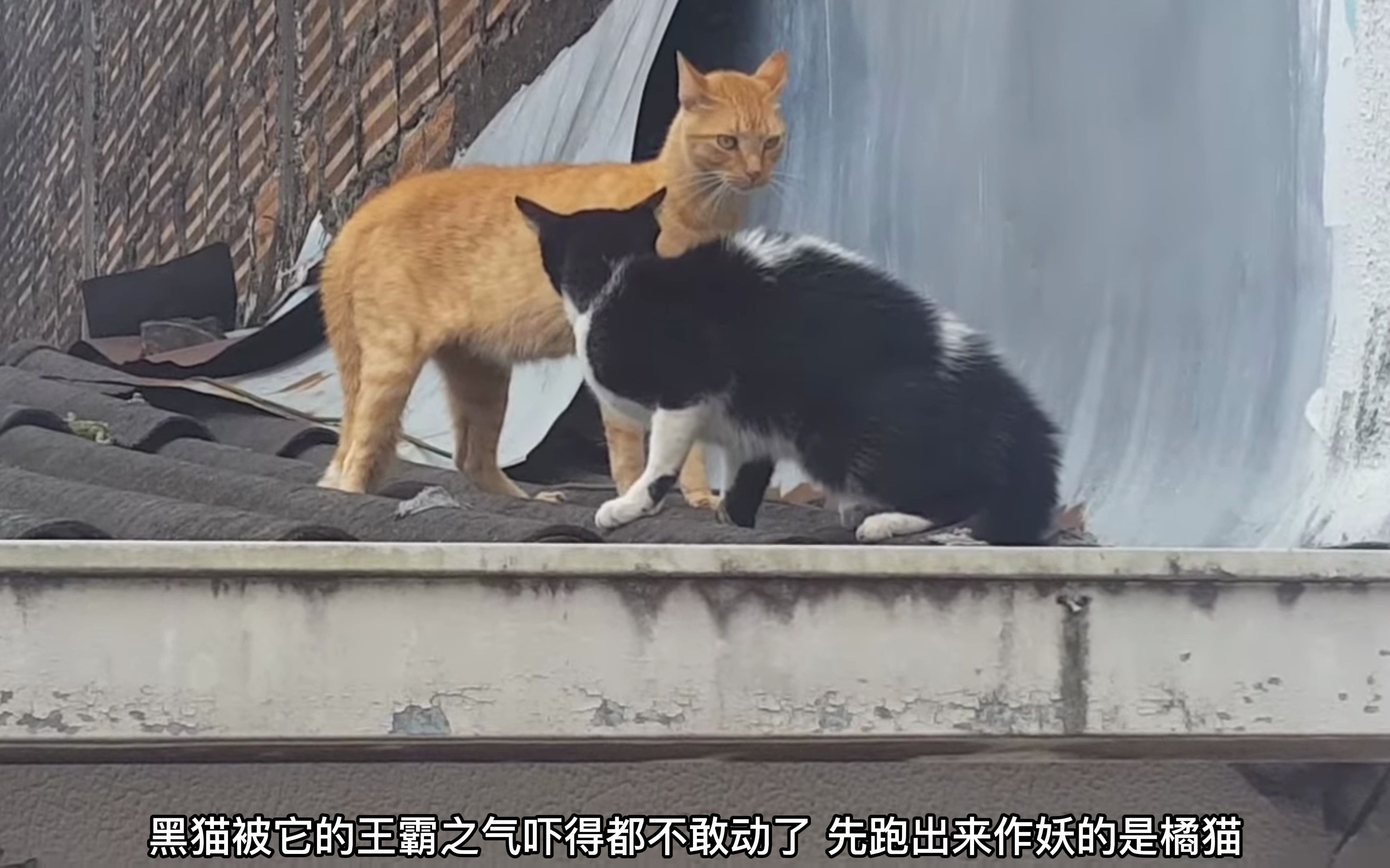 [图]屋顶上有两只猫咪正在吵架，看样子是橘猫先动的手