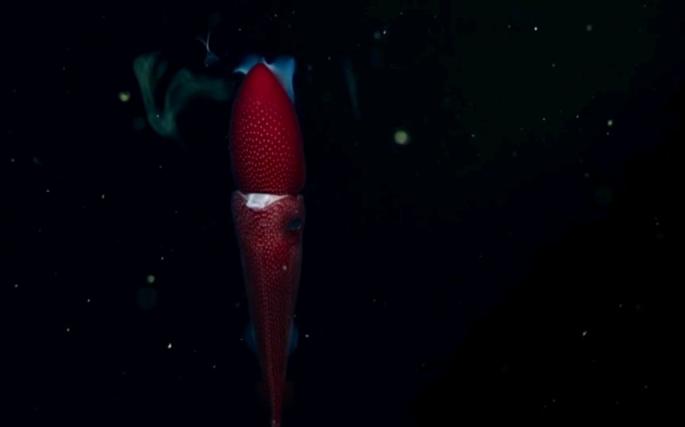 深海生物,黑暗中的小精灵