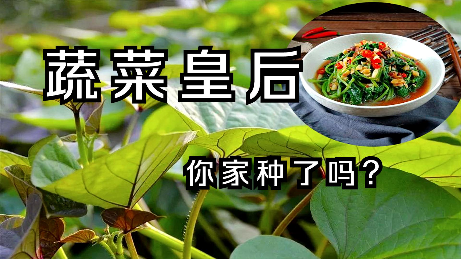 遍布菜单的“蔬菜皇后”,这样种红薯叶,不但鲜嫩而且更健康哔哩哔哩bilibili