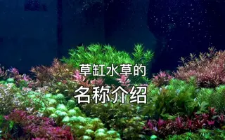 水草种类 搜索结果 哔哩哔哩 Bilibili 水草种类 搜索结果 哔哩哔哩 Bilibili