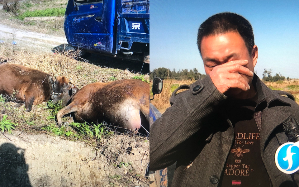 12头牛一夜之间离奇死亡,损失近30万,这个细节让农户细思极恐