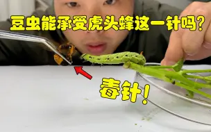 Скачать видео: 被虎头蜂蜇一针有多厉害？看这毛毛虫的反应就明白了，失去反抗力