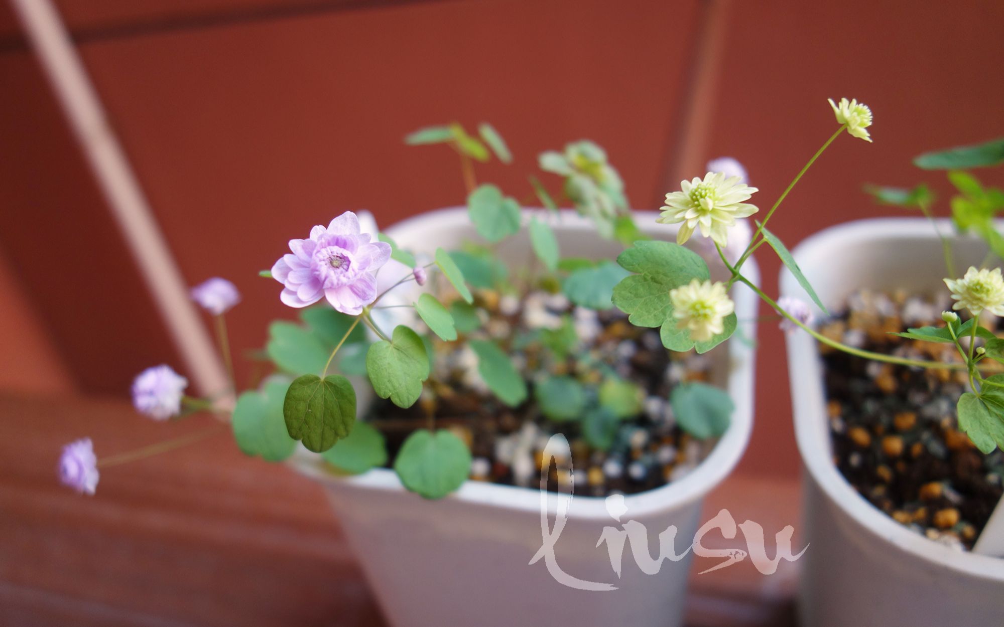 唐松草Thalictrum thalictroides哔哩哔哩bilibili