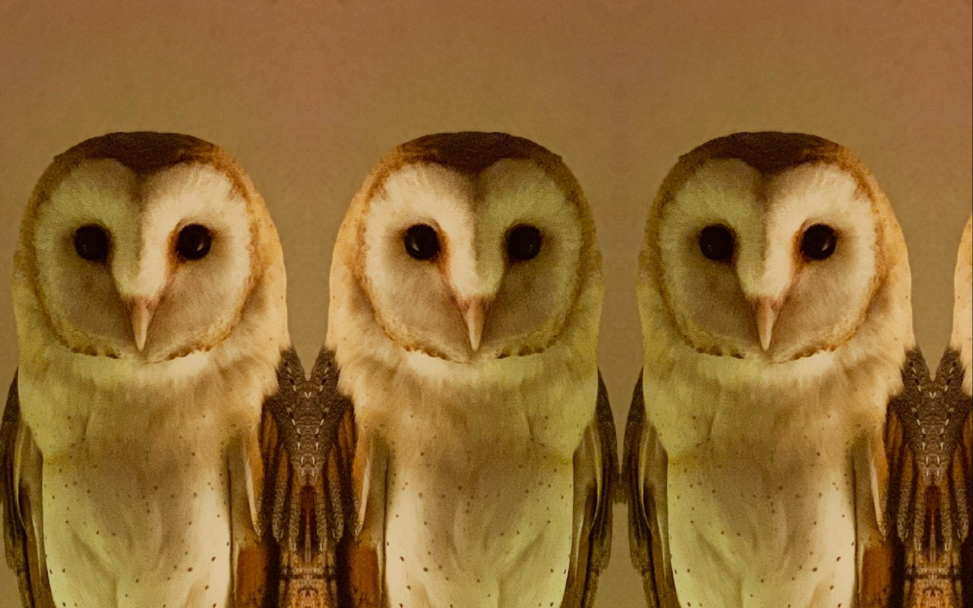 【猫头鹰】【仓鸮】不养猫头鹰就不会知道的秘密