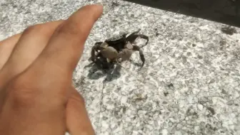 夹太紧差点断了……