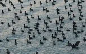 下载视频: 东湖鸬鹚成群蔚为壮观