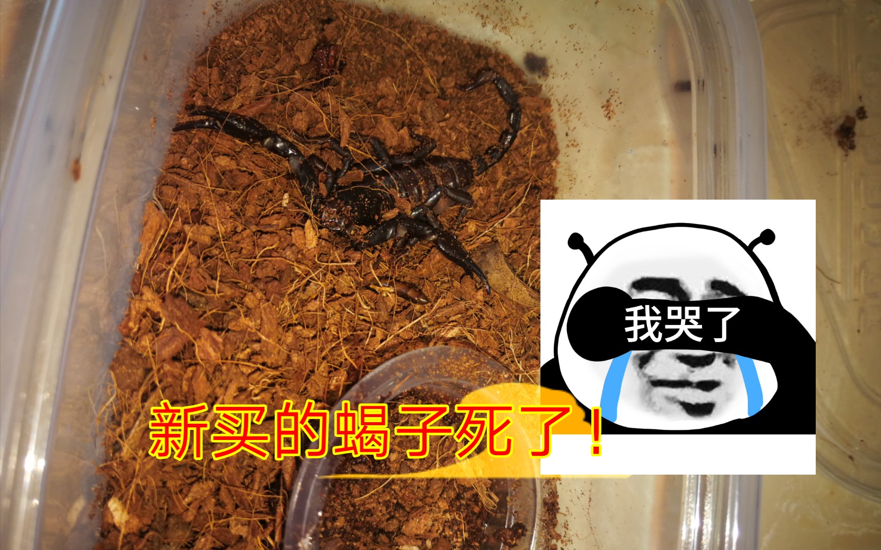 新买的蝎子死了