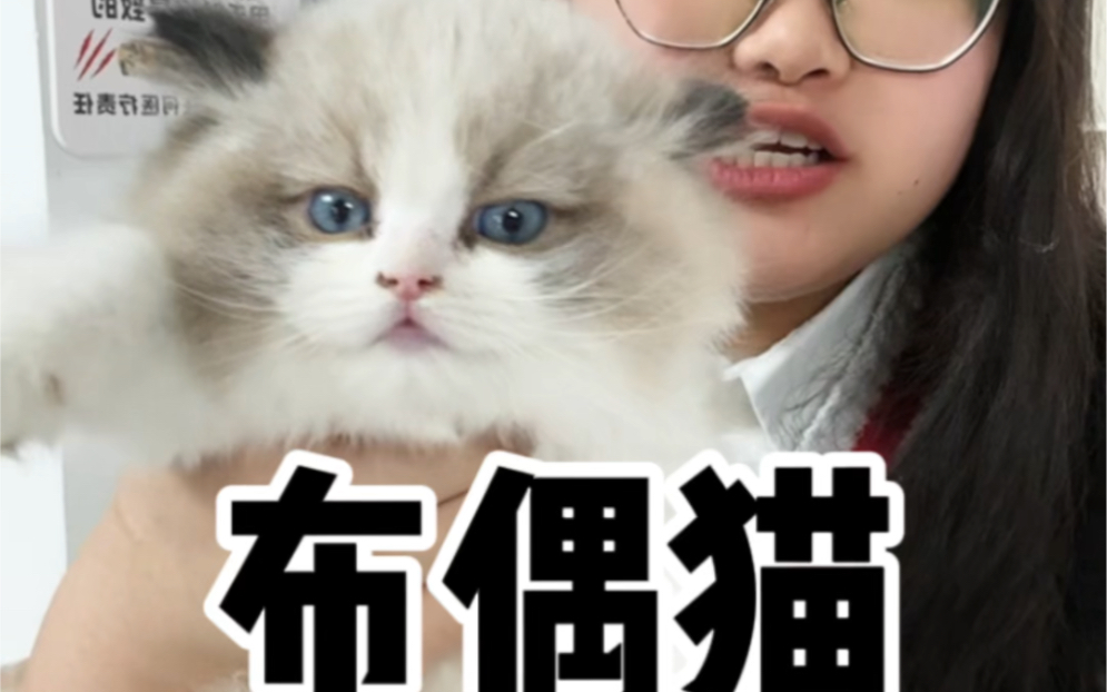 布偶猫18个月的变化!哔哩哔哩bilibili