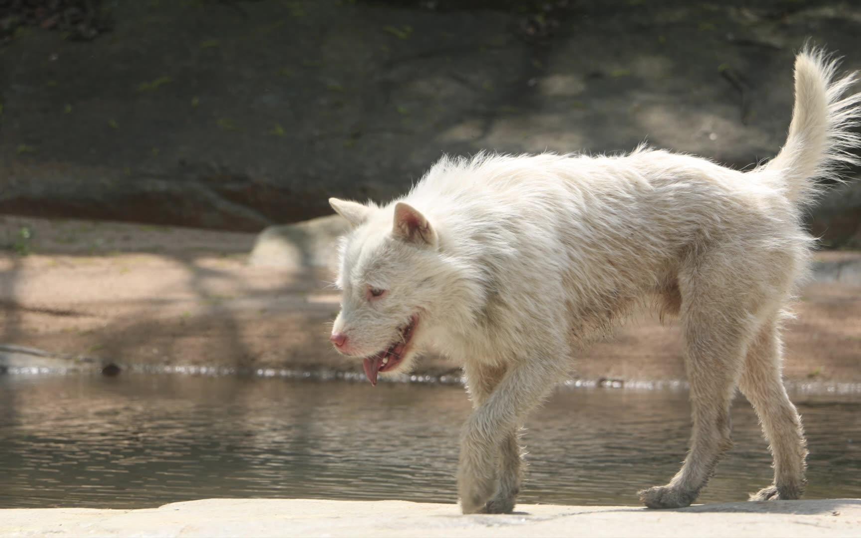 带中华下司犬游山玩水下集,旺旺山林擒蛇,雪饼草地吠羊