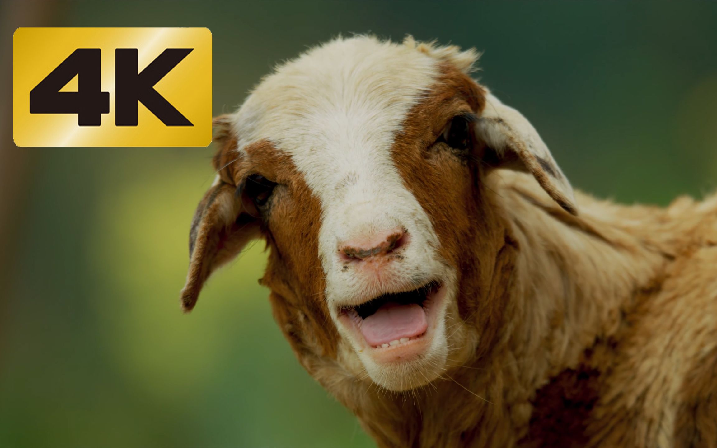 4k60fps测试动物超清特写