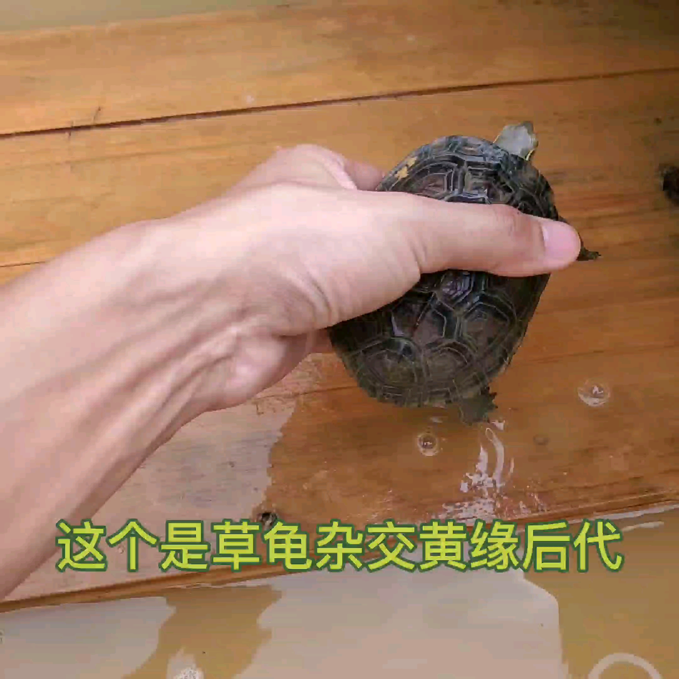 黄缘龟杂交草龟