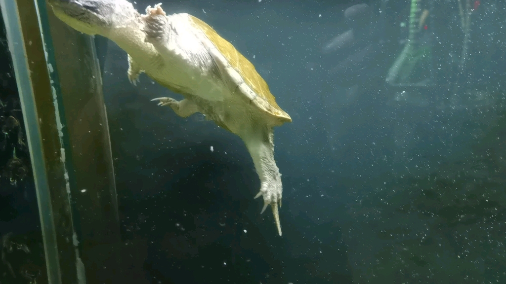 佛鳄龟游泳