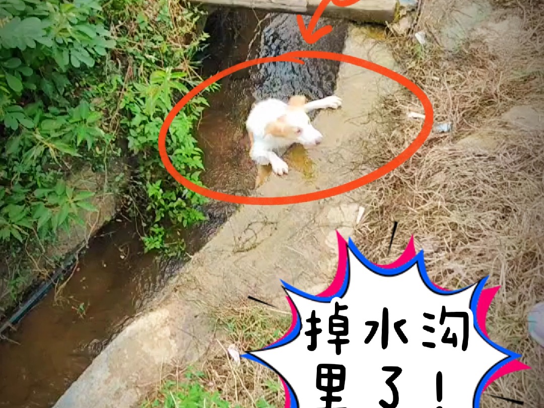 小边牧的假期第一天掉沟里了!小金边艾米的国庆假期探险之旅上线!