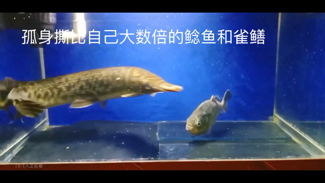 红腹单养很怂不出状态,别黑了,真正的它很猛的