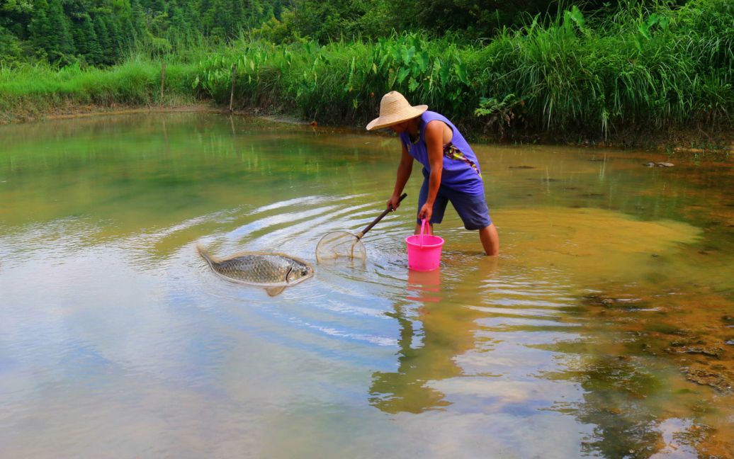 清澈见底的鱼塘捡漏,好多潇洒的鲫鱼,收获太棒了_哔哩哔哩_bilibili