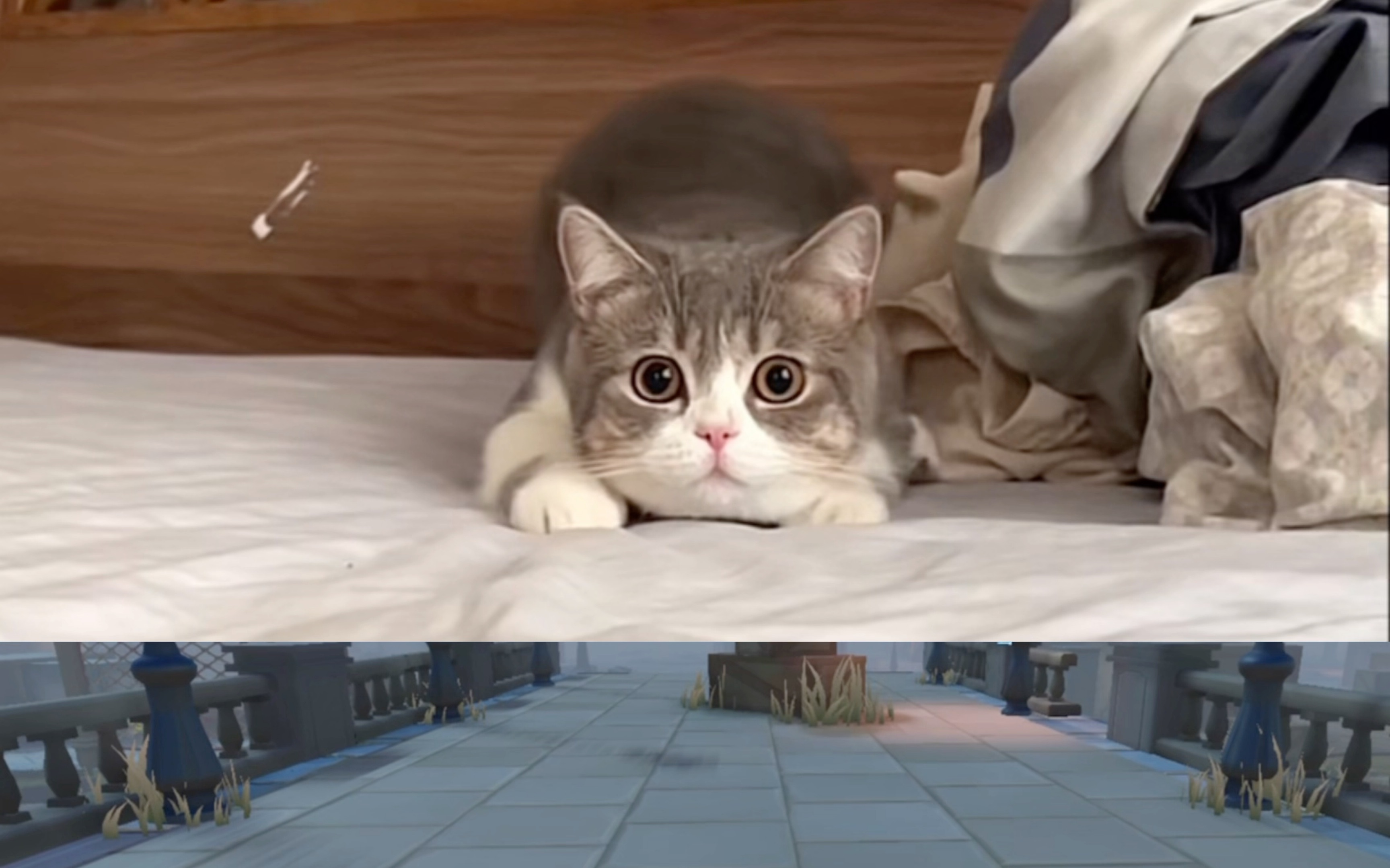 猫猫好可爱啊啊啊,猫猫来源:@福福小汤圆-蛋仔派对小柒姐姐-蛋仔派对小柒姐姐-哔哩哔哩视频