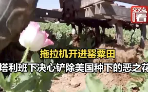 Tải video: 拖拉机开进罂粟田，阿富汗塔利班下决心铲除美国种下的恶之花。