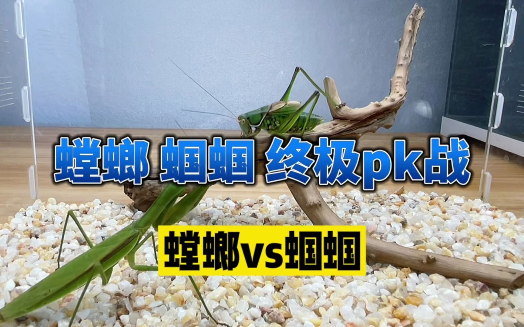 螳螂VS蝈蝈 昆虫中顶级猎手之间的PK哔哩哔哩bilibili