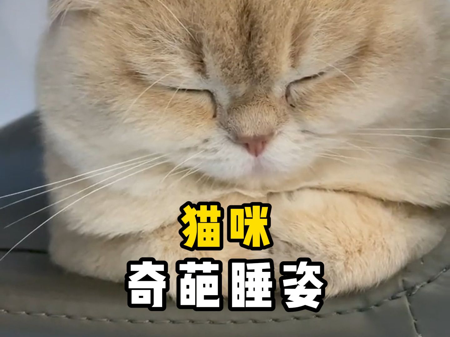 猫咪奇葩睡姿大全,你还知道有哪些??哔哩哔哩bilibili