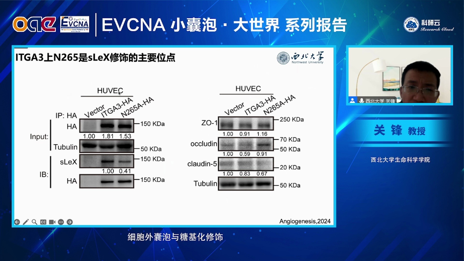 20241029西北大学生命科学学院关锋细胞外囊泡与糖基化修饰哔哩哔哩bilibili