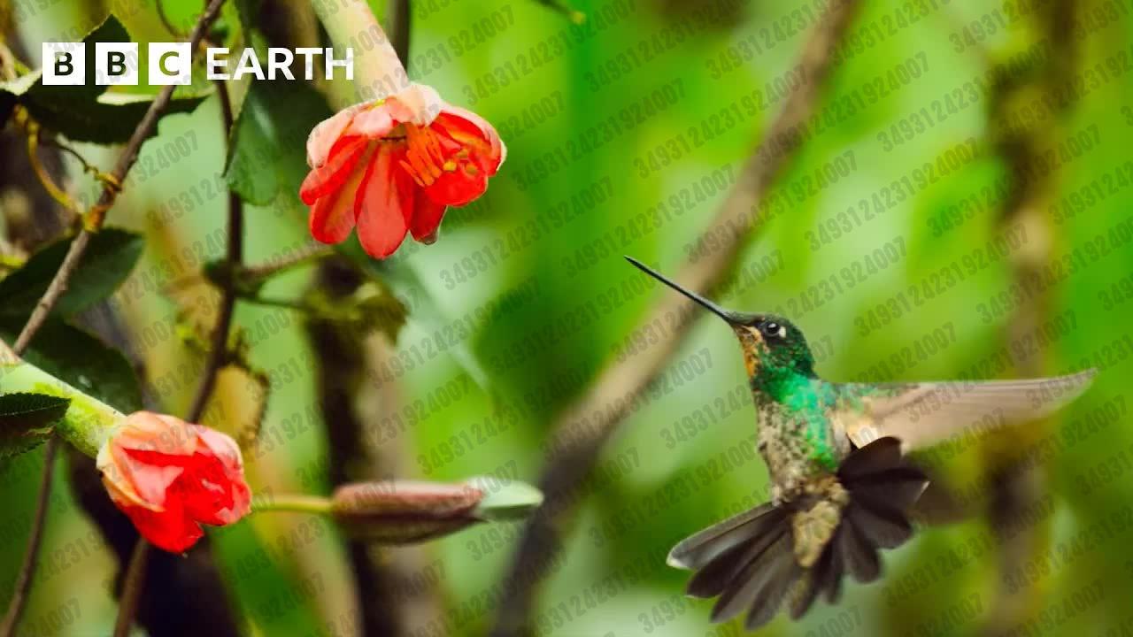 [图]2024.07.08 【BBC Earth】穿越地球的旅程 ｜ 4K UHD ｜ 地球脉动 II ｜ BBC Earth