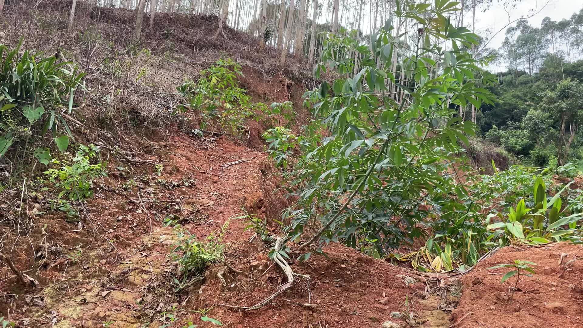 今年都没上几天班,都是在家种地,给大家介绍一下我家的产业哔哩哔哩bilibili