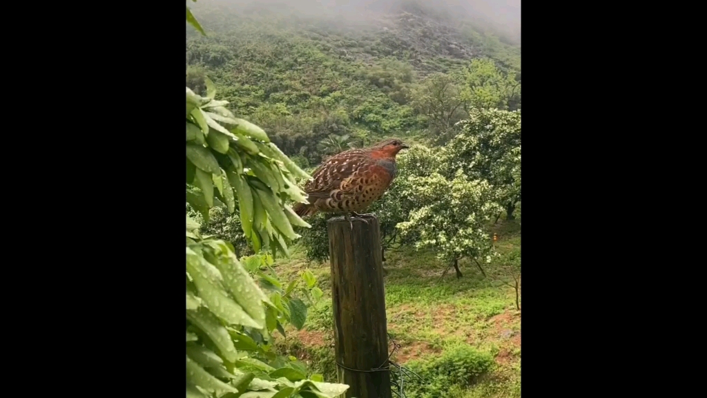 小鸟在树上叽叽喳喳的唱歌哔哩哔哩bilibili