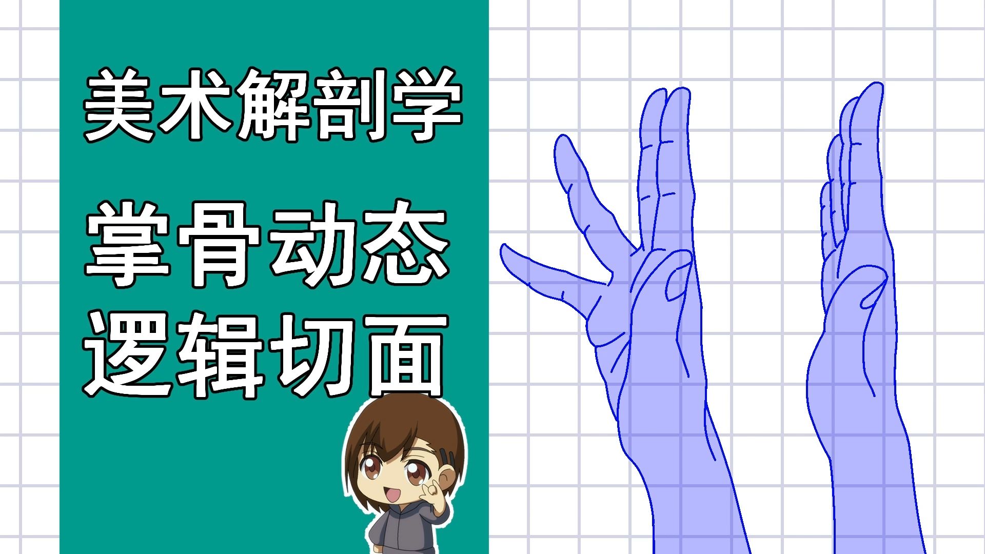 美术解剖学-75-掌骨动态逻辑与切面