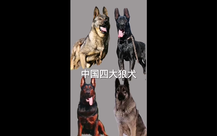 狼犬的独特魅力:带你认识中国四大狼犬哔哩哔哩bilibili