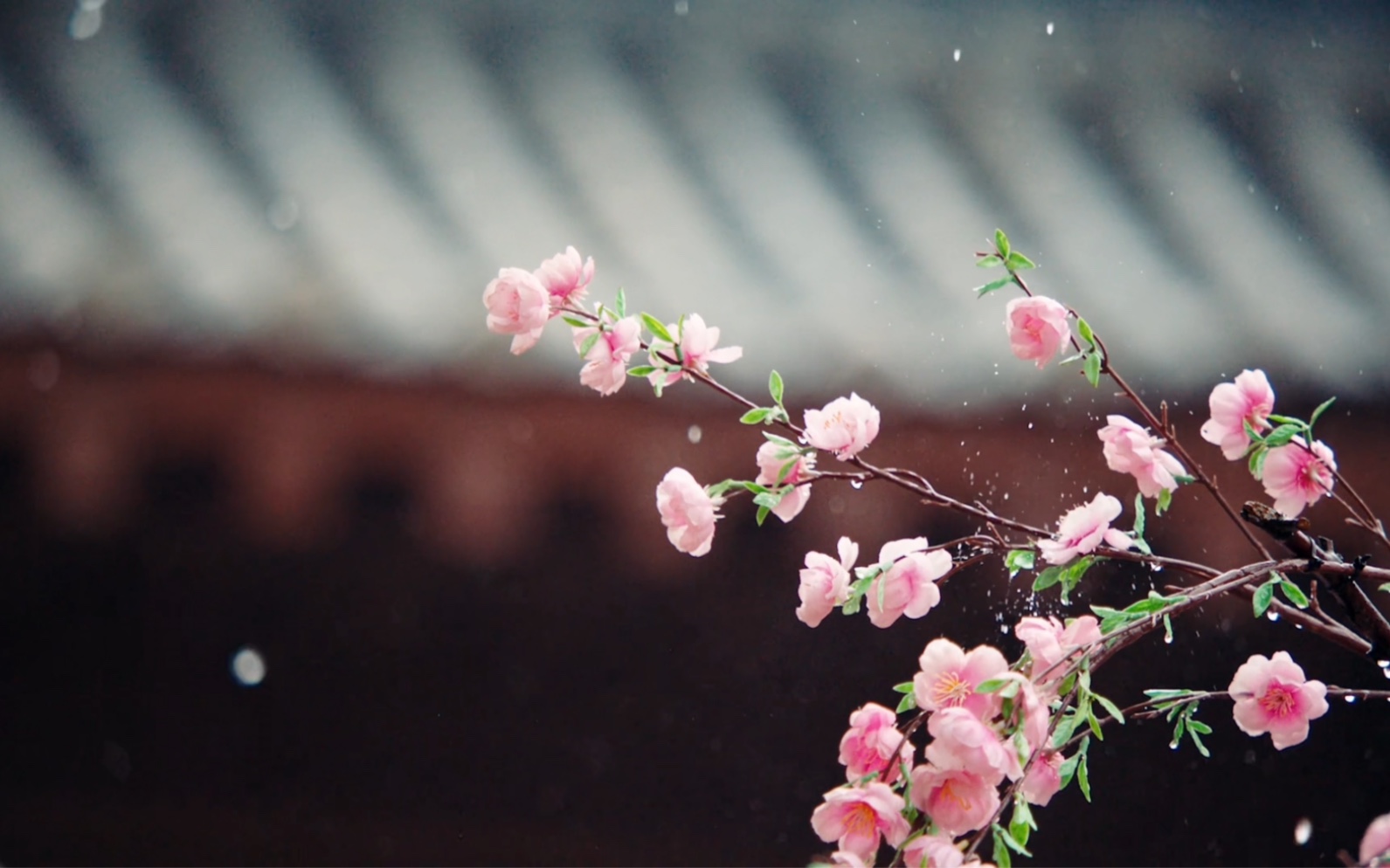 古风空镜【青山,树林,蓝天,乌云,日升,日落,月亮,下雨等】
