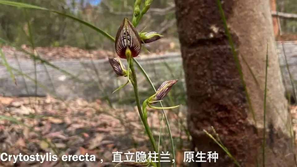 澳洲特有野生兰花，直立隐柱兰【兰花词典73】Cryptostylis erecta 原生 