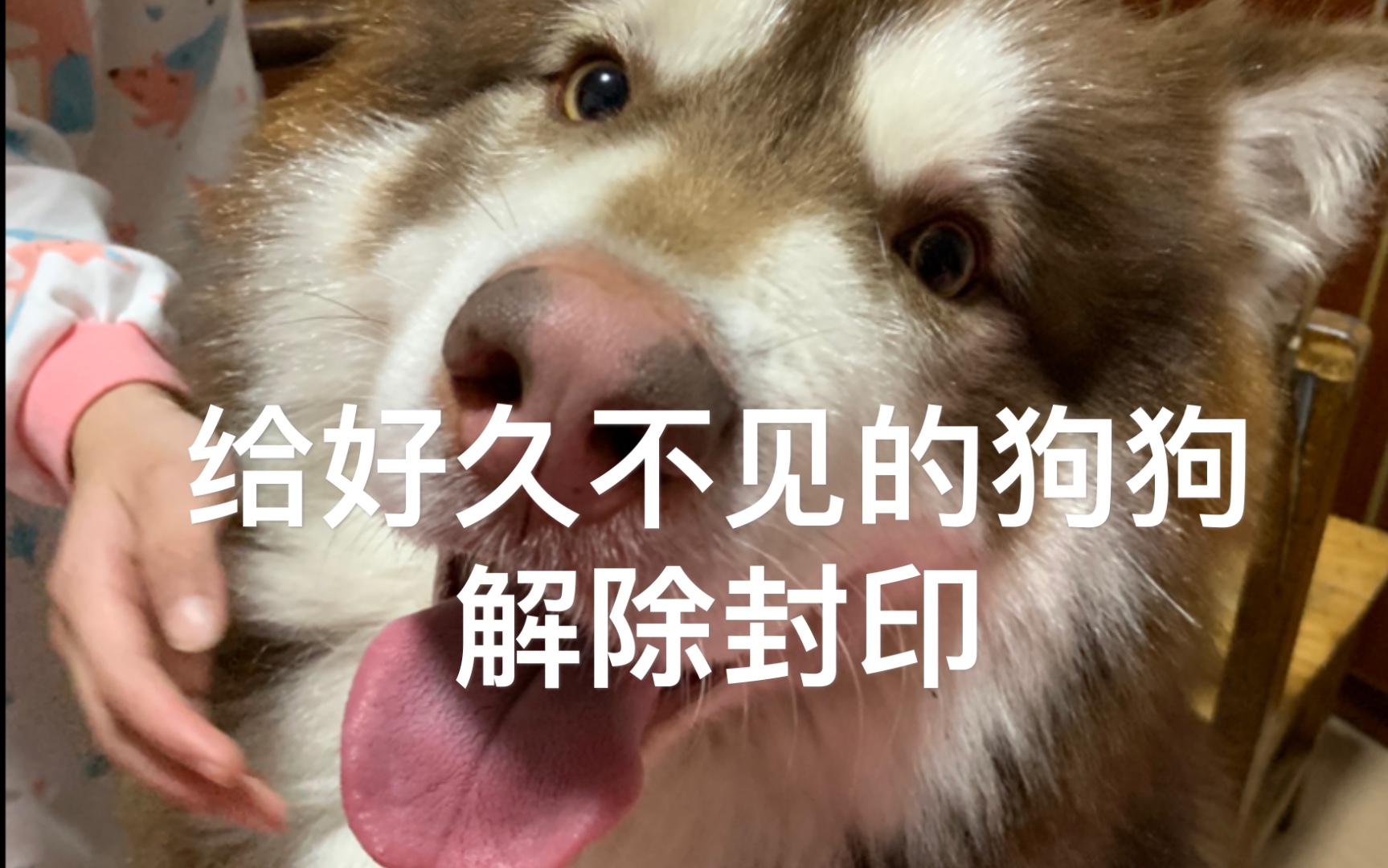 给阿拉斯加解除封印啦