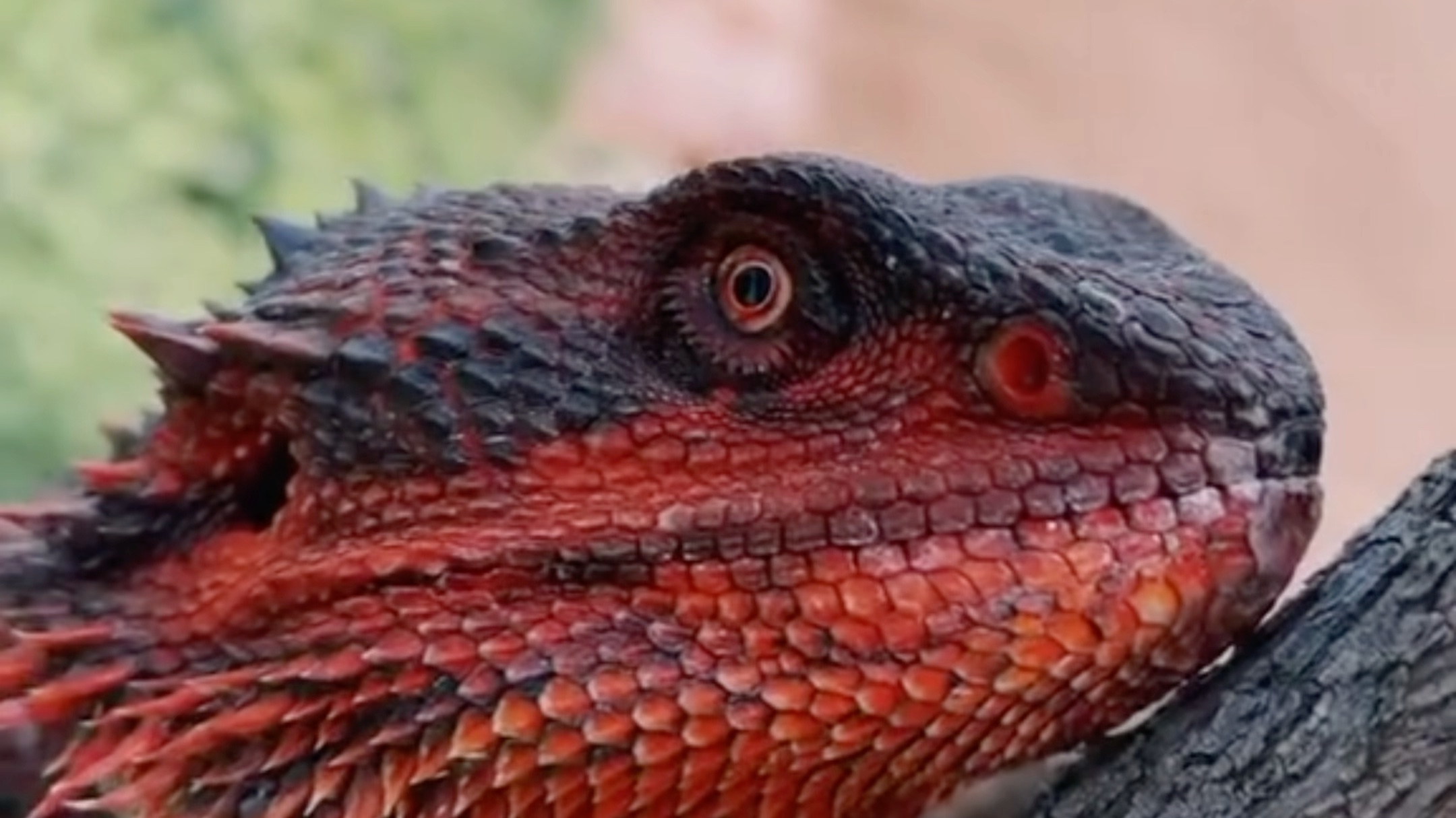 完美火焰红,现实版小恐龙!来自鬃狮蜥爱好者的心头好!