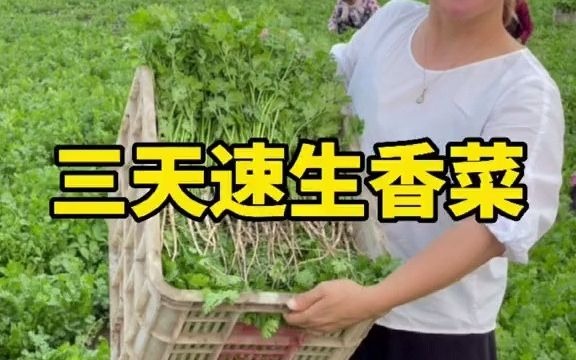 【聊三农】香菜的学名叫芫荽,它的钙含量是牛奶的6倍啊,脆香甜让人无法拒绝哔哩哔哩bilibili