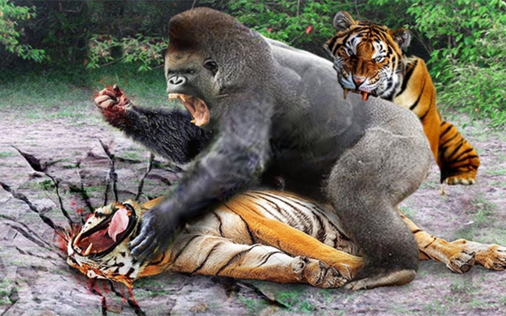 老虎对大猩猩,老虎在大自然最残酷的敌人,野生动物的悲惨命运!