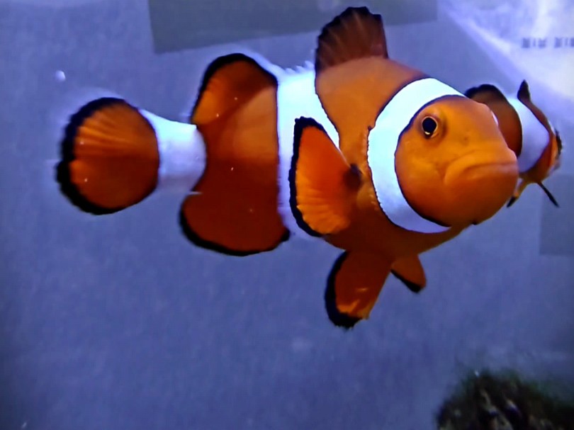 喂鱼,喂鱼(野生公子小丑鱼)