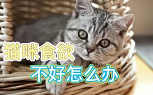 Télécharger la video: 猫咪食欲不好怎么办