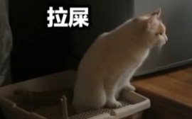 【喵弟】拉屎视频流出哔哩哔哩bilibili