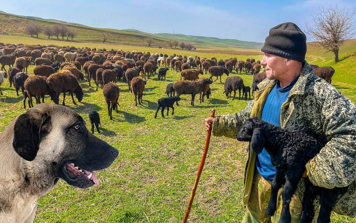 com  3分钟15秒【教师资格】高中音乐《草原放牧》面试示范课www.