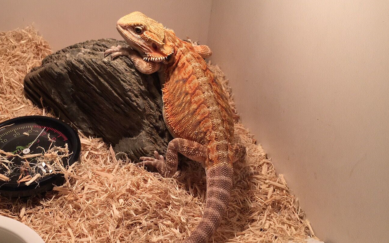 摸摸那就摸摸呗还有这么乖巧的蜥蜴我想emm养鬃狮蜥