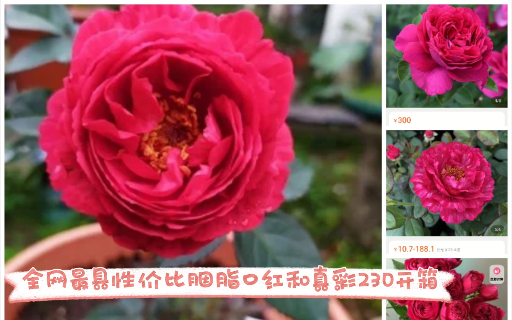 全网最具性价比胭脂口红月季真彩230月季开箱