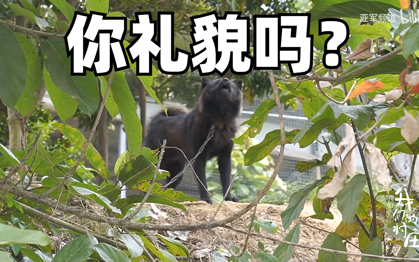【我们的村庄】看点5：原来鳄鱼是没有汗腺的而且是张着嘴睡觉的-竖版