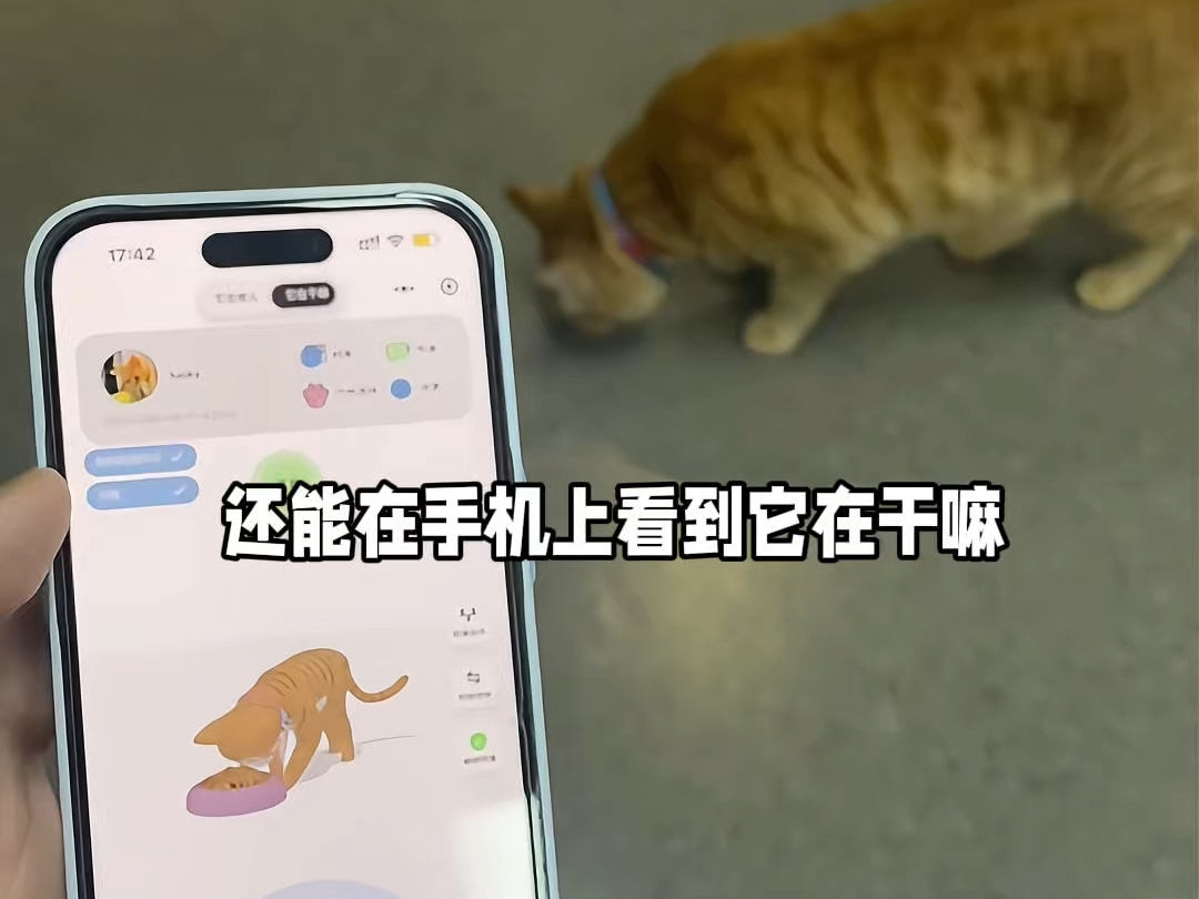 我们给公司的猫做的小天才,终于做好了!!!!!!哔哩哔哩bilibili