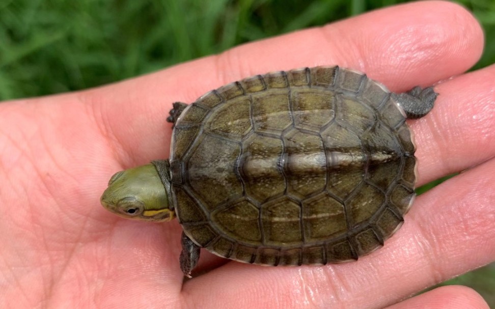 喂一下刚刚出壳的小青龟尾苗还没有发色