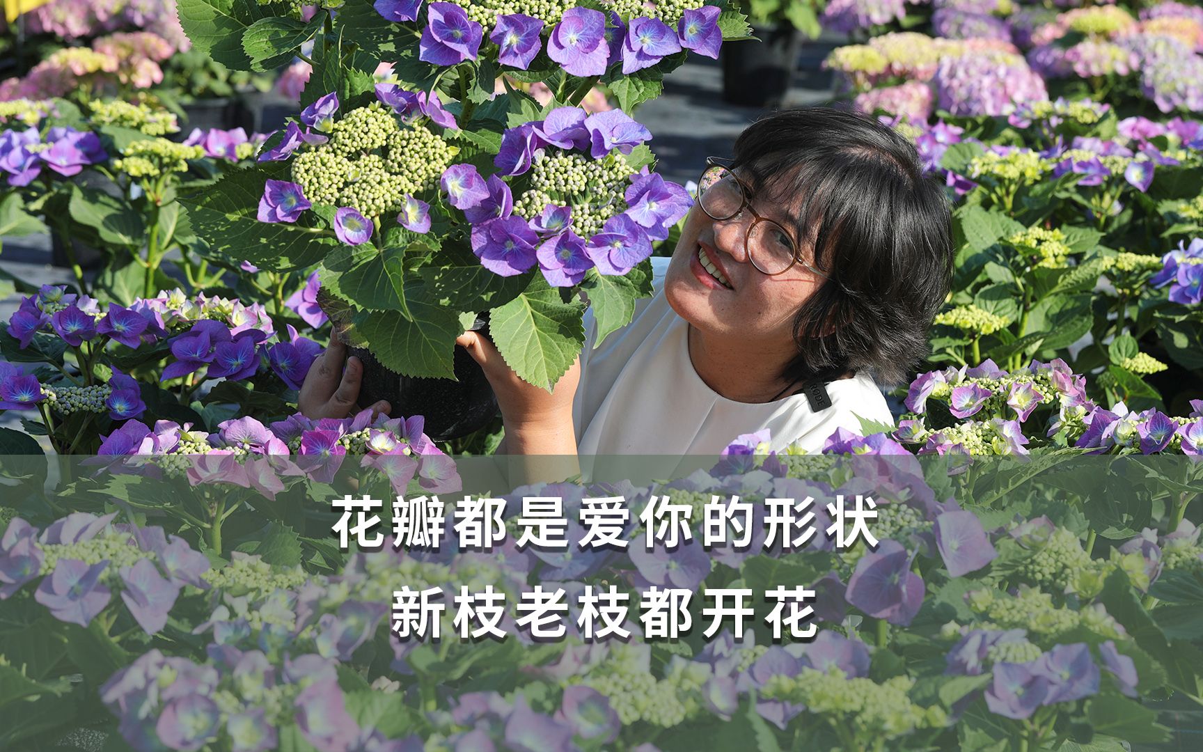 [图]【海妈植物推荐】花瓣都是爱你的形状 新枝老枝都开花