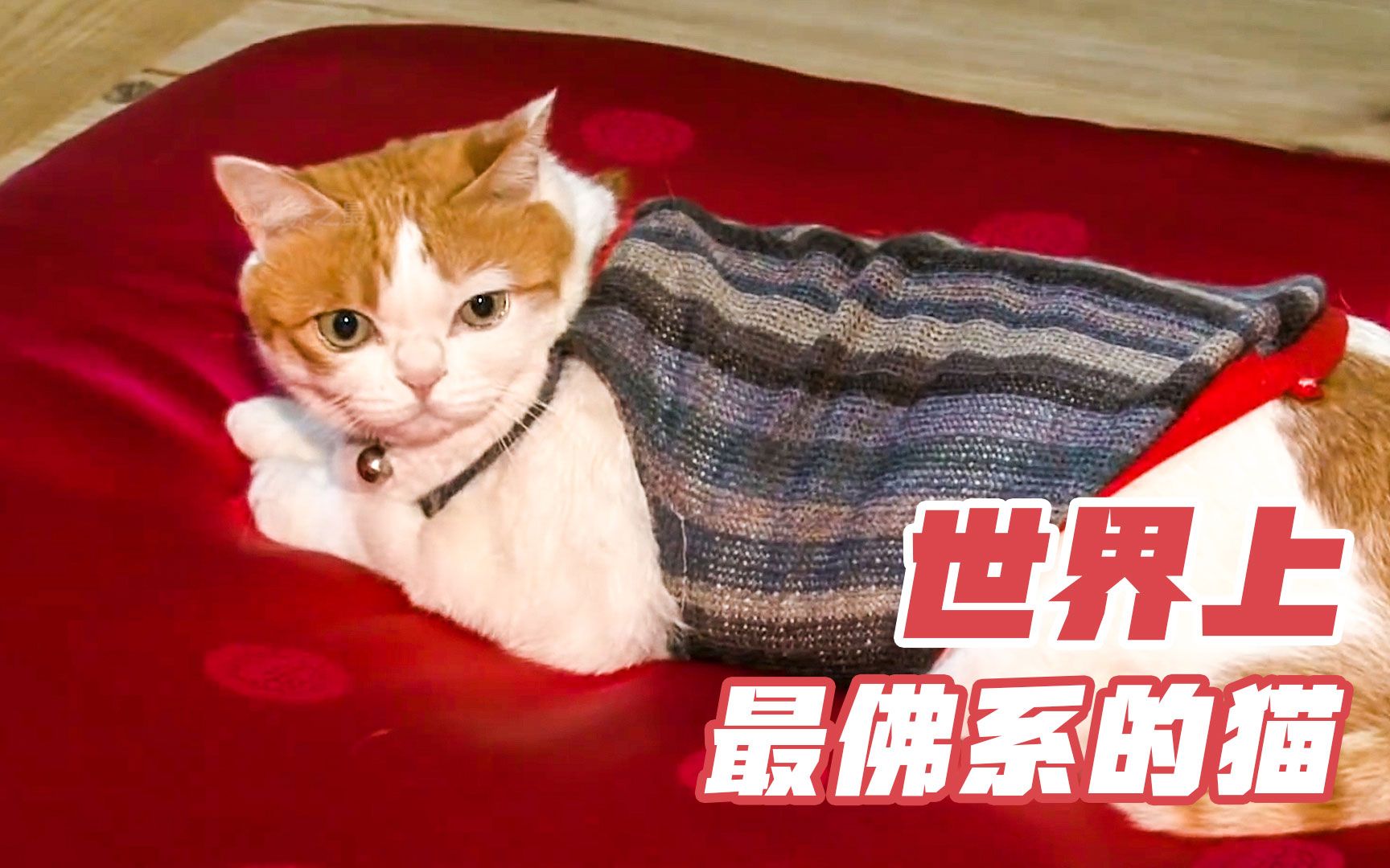 世界上最佛系的猫,不吃荤不杀生,每天吃斋念佛!