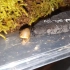 食肉性蛞蝓捕食蜗牛