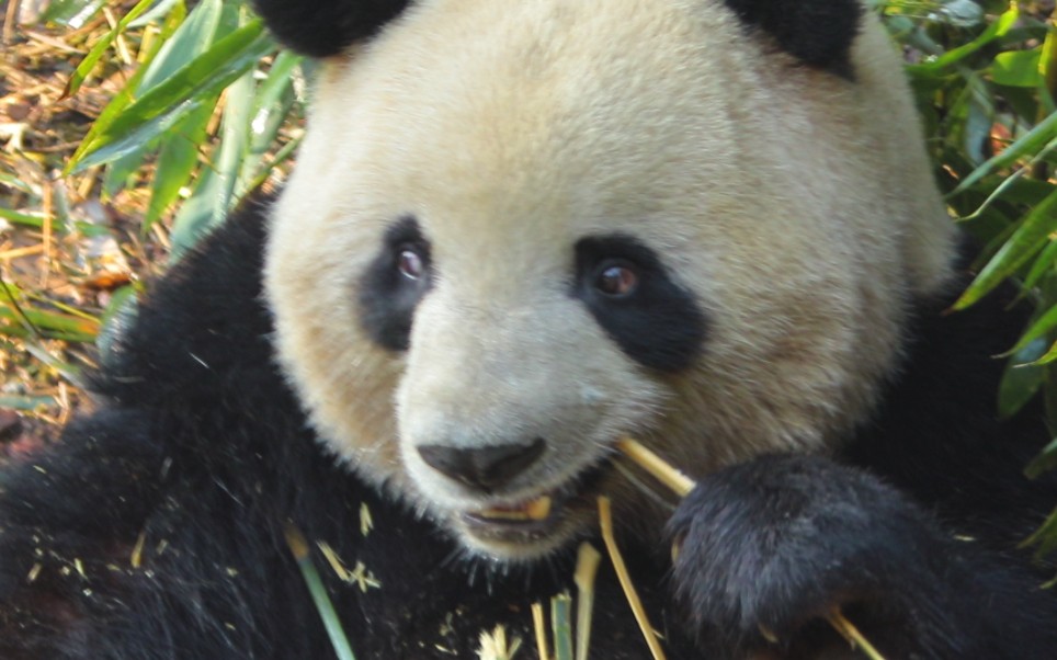 谁没看到肉姐的火眼金睛我都会伤心的ok?